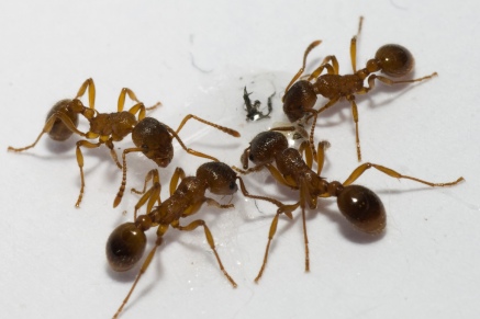 Уничтожение муравьев   в Красногорске 