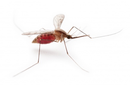 Уничтожение комаров   в Красногорске 