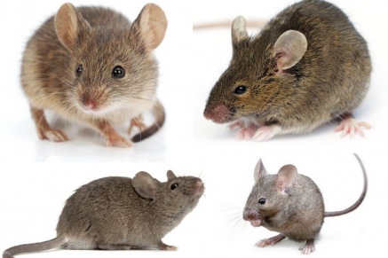 Уничтожение (дератизация) мышей   в Красногорске 